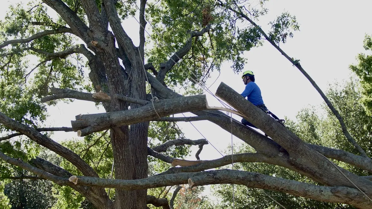 Professional Crown Thinning performed by certified arborists in Bonneau